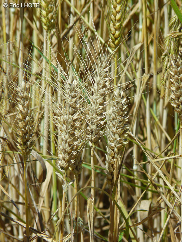  - Triticum aestivum - 