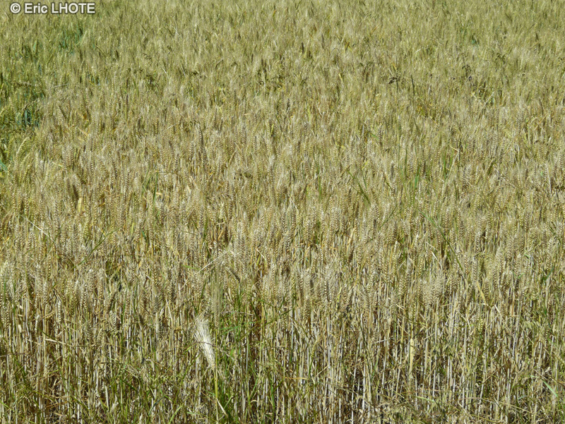  - Triticum aestivum - 