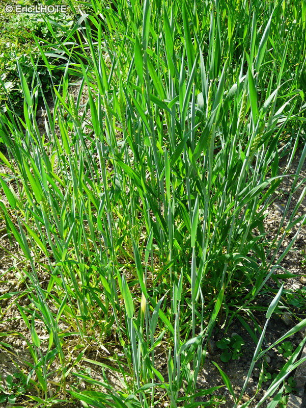 Poaceae - Triticum aestivum - Bl&eacute; tendre, Froment