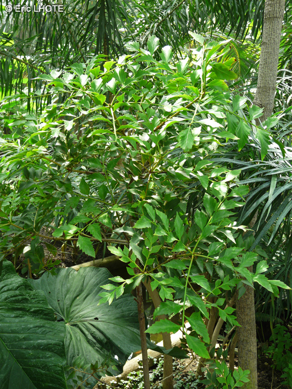 Podocarpaceae - Phyllocladus hypophyllus - Phylloclade