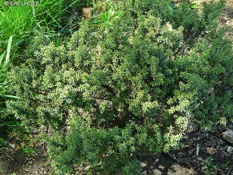 Podocarpaceae - Podocarpus alpinus - Podocarpe
