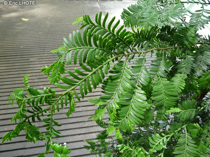  - Prumnopitys ladei, Podocarpus ladei - 