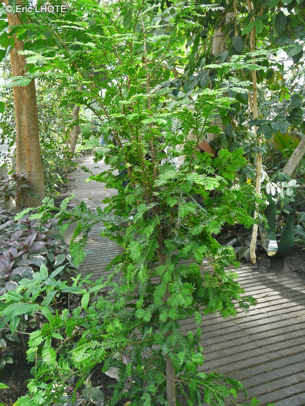 Podocarpaceae - Prumnopitys ladei, Podocarpus ladei - Brown Pine, Mount Spurgeon Black Pine