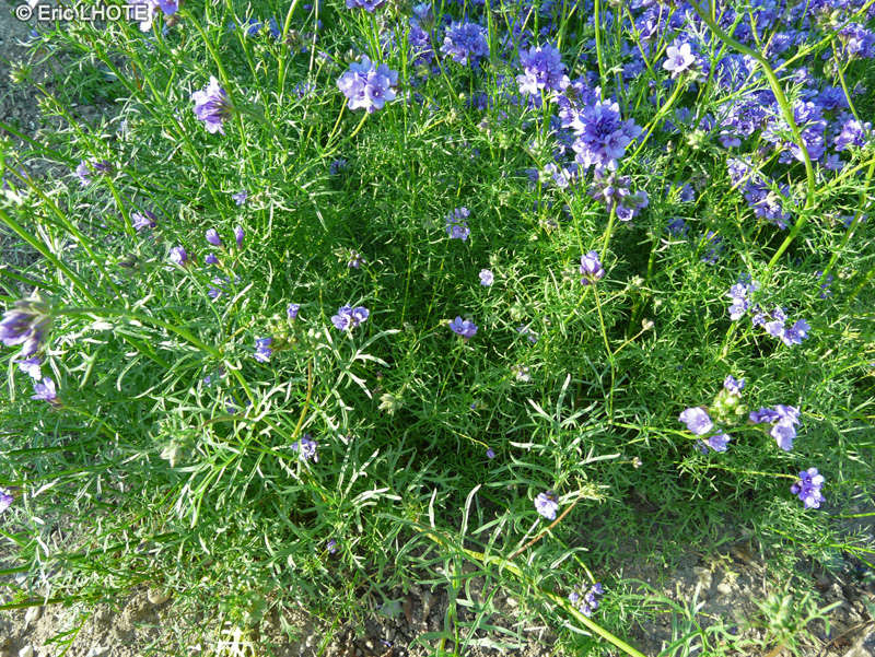  - Gilia achilleifolia - 