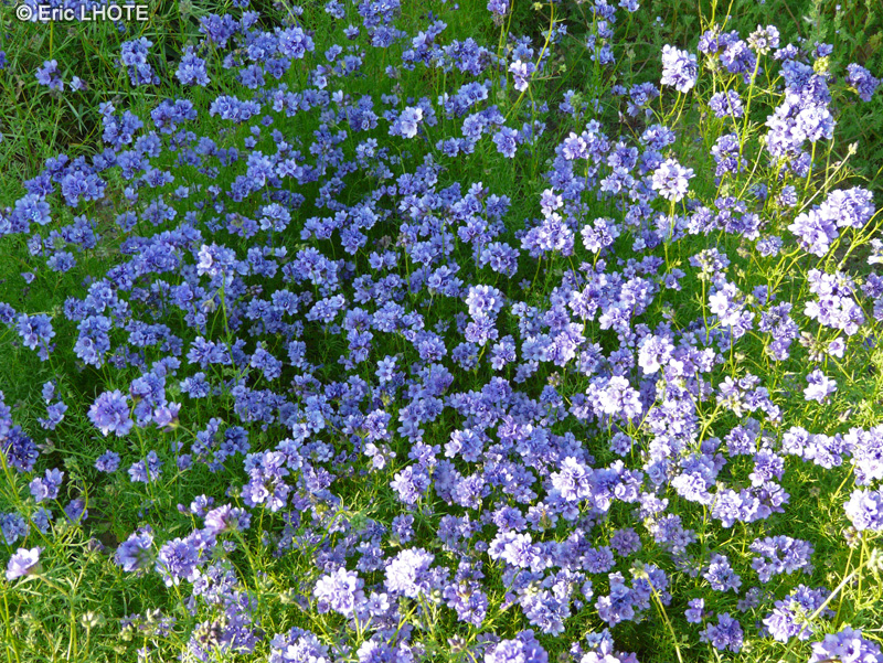 Polemoniaceae - Gilia achilleifolia - Gilia