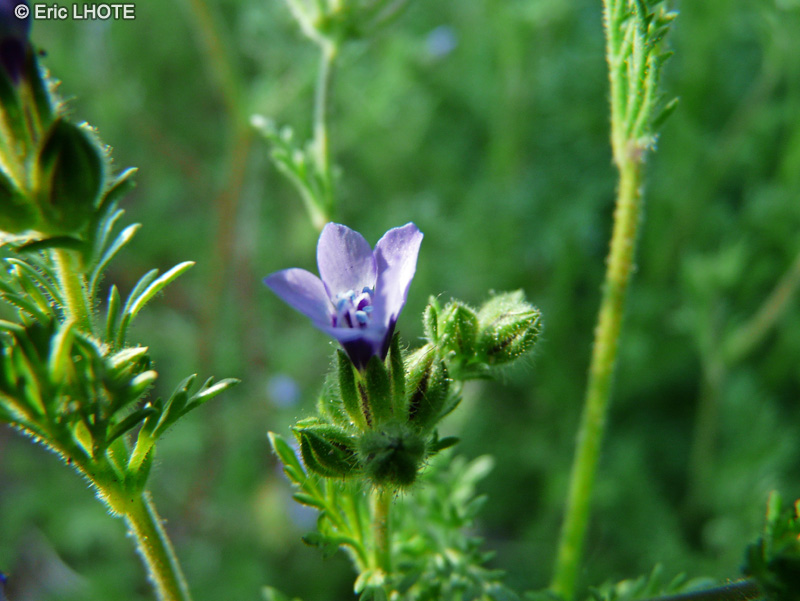  - Gilia laciniata - 