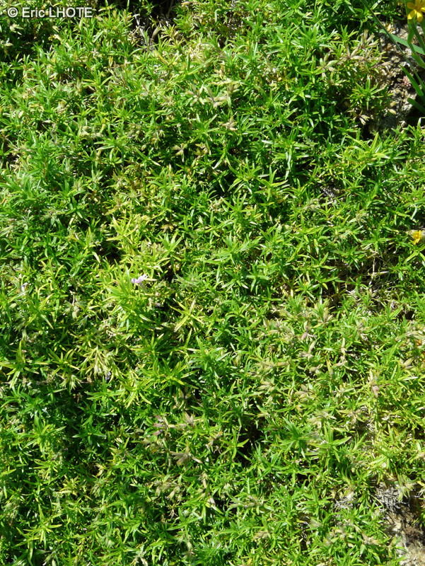 Polemoniaceae - Phlox pilosa - Phlox