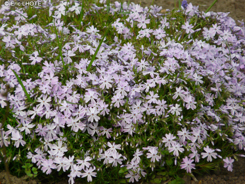  - Phlox subulata - 
