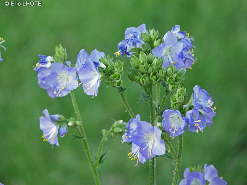 Polemoniaceae - Polemonium foliosissimum - Pol&eacute;moine
