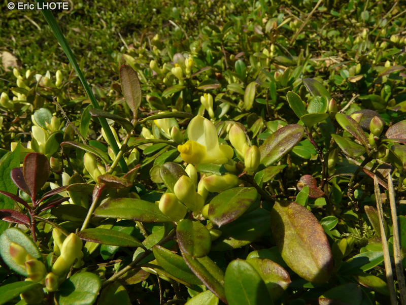 Polygalaceae - Polygala chamaebuxus - Polygale faux-buis