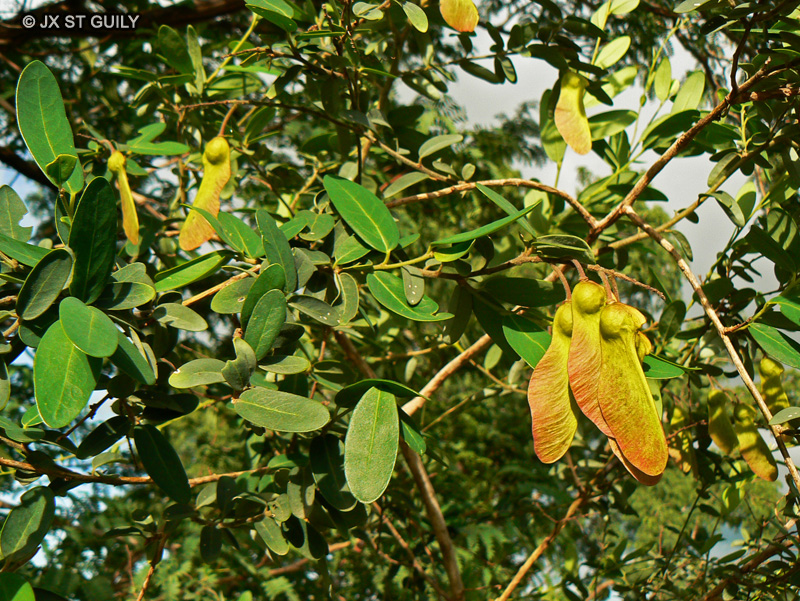 Polygalaceae - Securidaca longepedunculata - Wolof fouf, Arbre &agrave; serpent