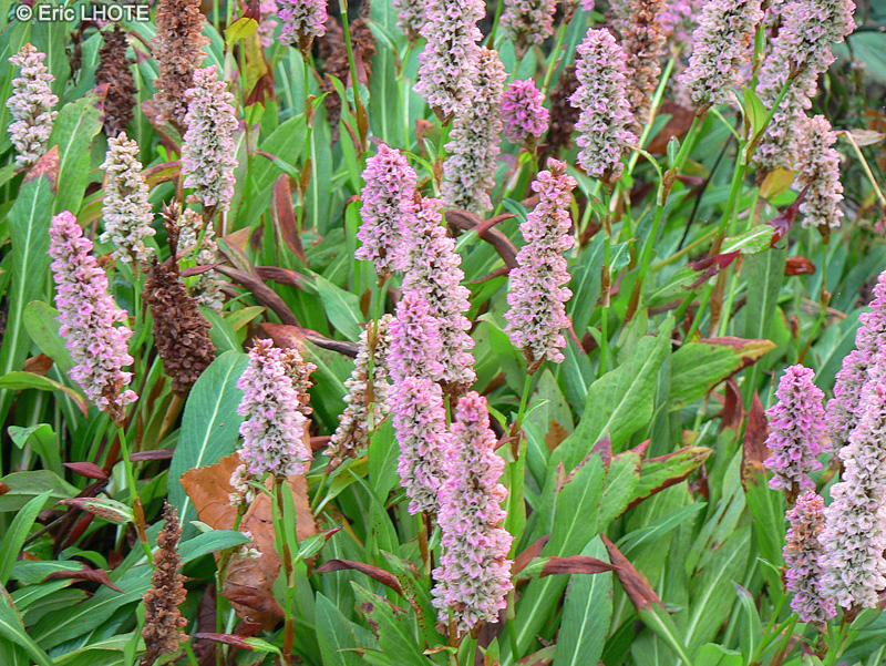 Polygonaceae - Bistorta affinis, Polygonum affine, Persicaria affinis - Renou&eacute;e affine, Persicaire affine