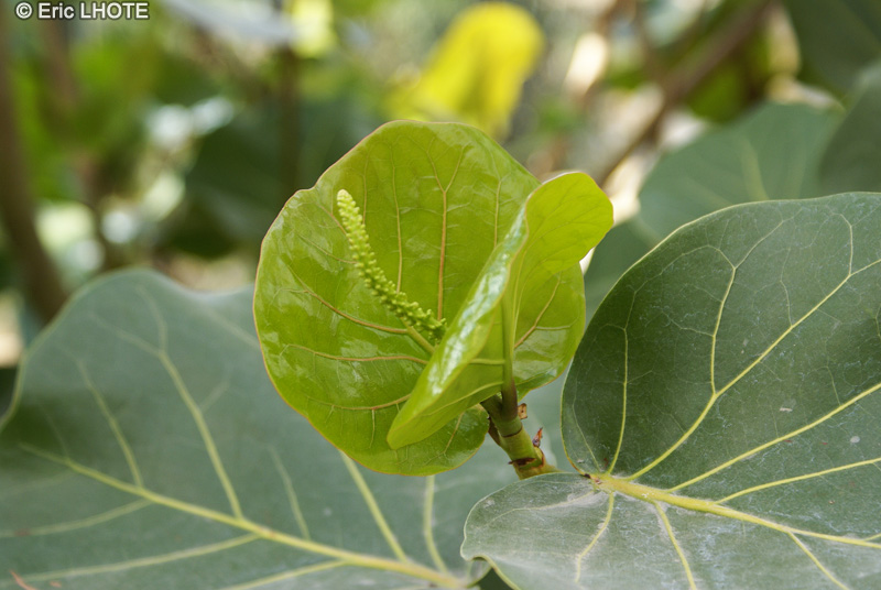 Polygonaceae - Coccoloba uvifera - Raisinnier bord-de-mer, Raisin marine
