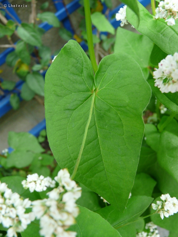 Polygonaceae - Fagopyrum esculentum - Sarrasin, Blé noir ou renouée sarrasin