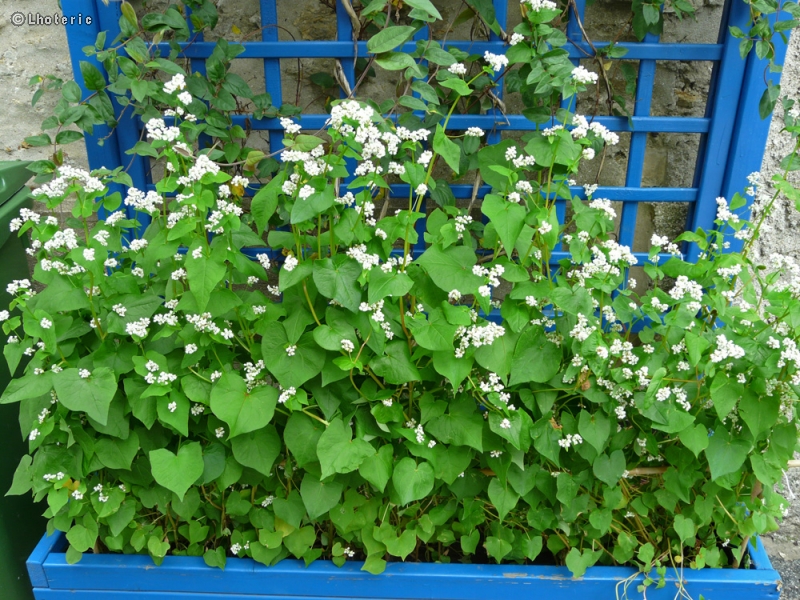  - Fagopyrum esculentum - 