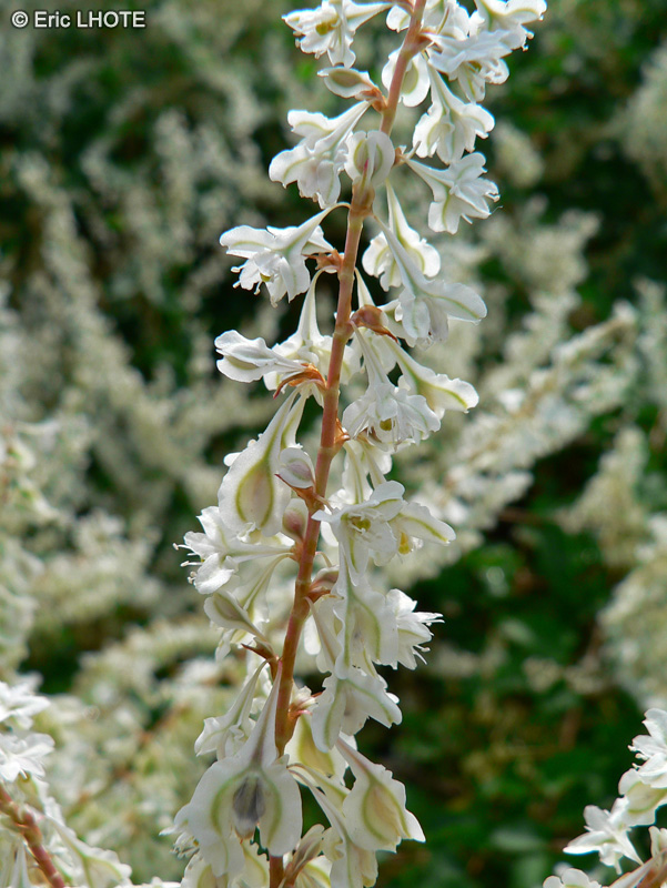  - Fallopia dumetorum, Polygonum dumetorum - 