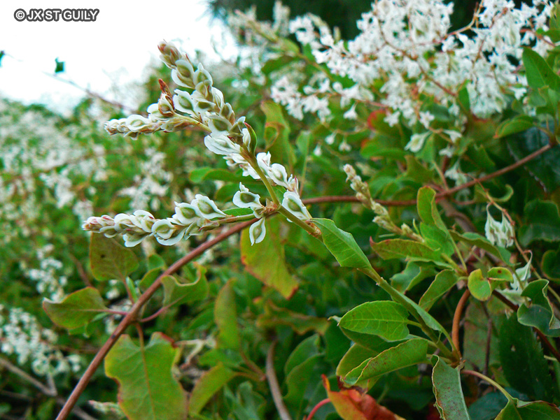 Polygonaceae - Fallopia dumetorum, Polygonum dumetorum - Grande vrillée, Renouée des haies