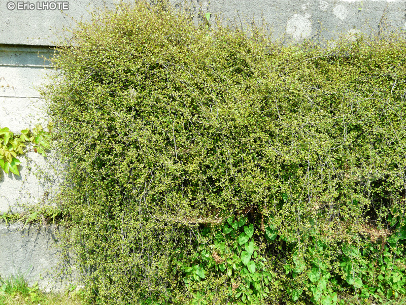 Polygonaceae - Muehlenbeckia complexa - Muehlenbeckie