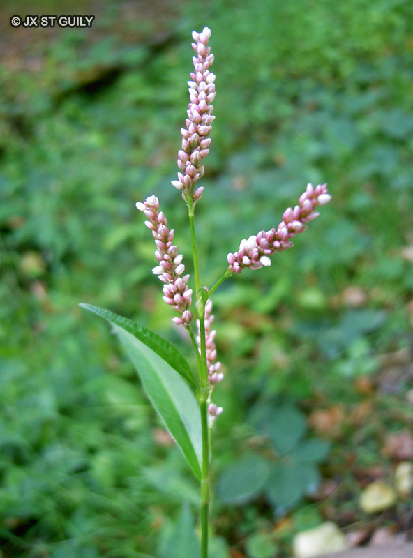  - Polygonum bistorta, Polygonum persicaria, Persicaria bistorta - 