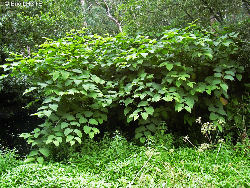  - Reynoutria japonica, Polygonum japonicum, Polygonum cuspidatum, Fallopia japonica - 