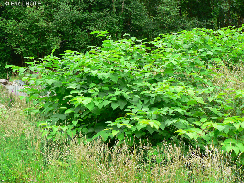 Polygonaceae - Reynoutria japonica, Polygonum japonicum, Polygonum cuspidatum, Fallopia japonica - Renouée géante, Renouée du Japon