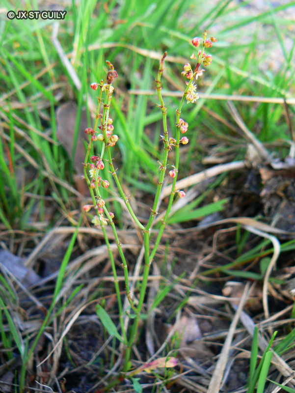 Polygonaceae - Rumex acetosella - Oseille des prés, Rumex oseille, Surette, Vinette, Petite Oseille