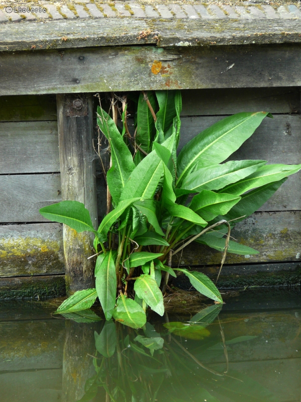  - Rumex aquaticus - 