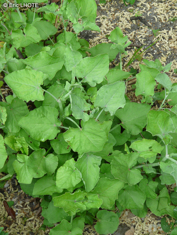 Polygonaceae - Rumex maderensis - Oseille de Madère