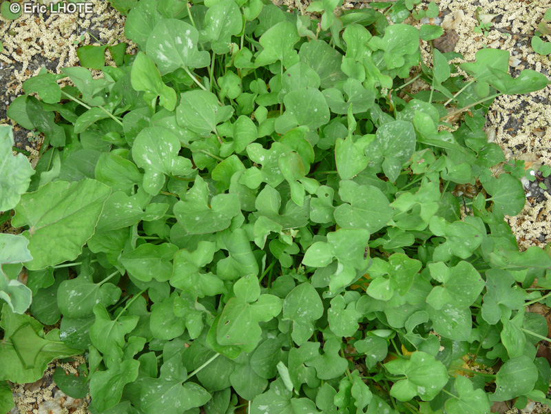 Polygonaceae - Rumex nivalis - Oseille des neiges