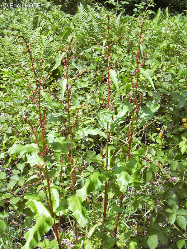  - Rumex obtusifolius - 