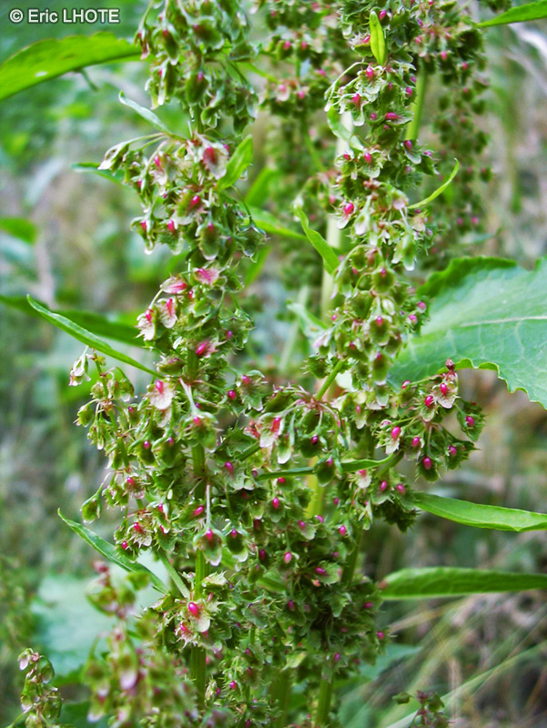  - Rumex obtusifolius - 