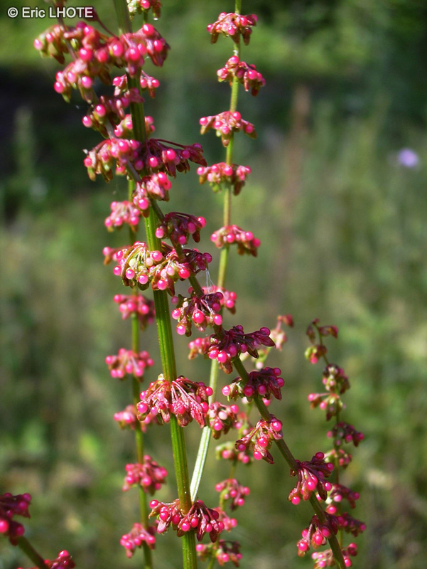 Polygonaceae - Rumex obtusifolius - Rumex à feuilles obtuses, Patience à feuilles obtuses