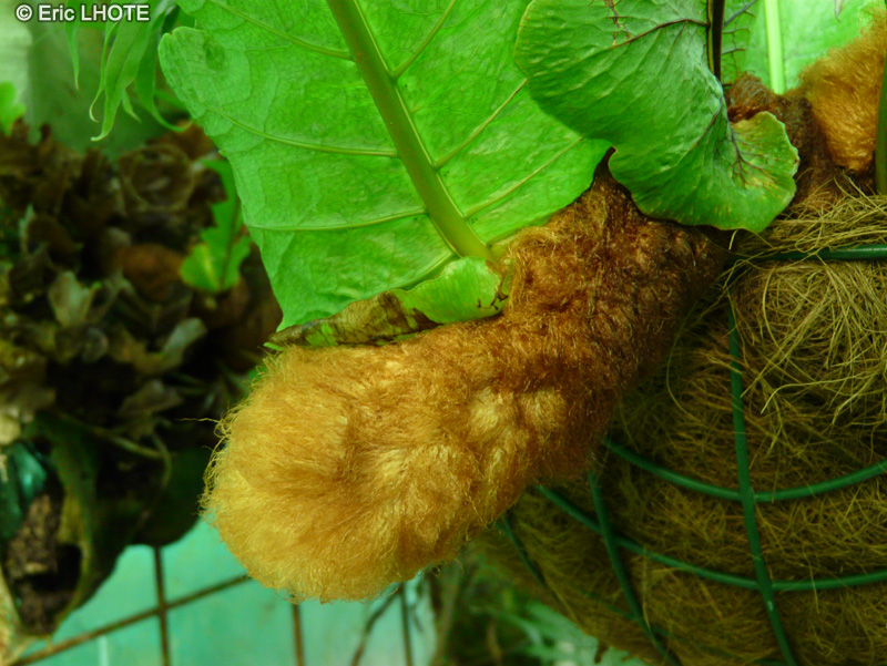  - Aglaomorpha sp. - 