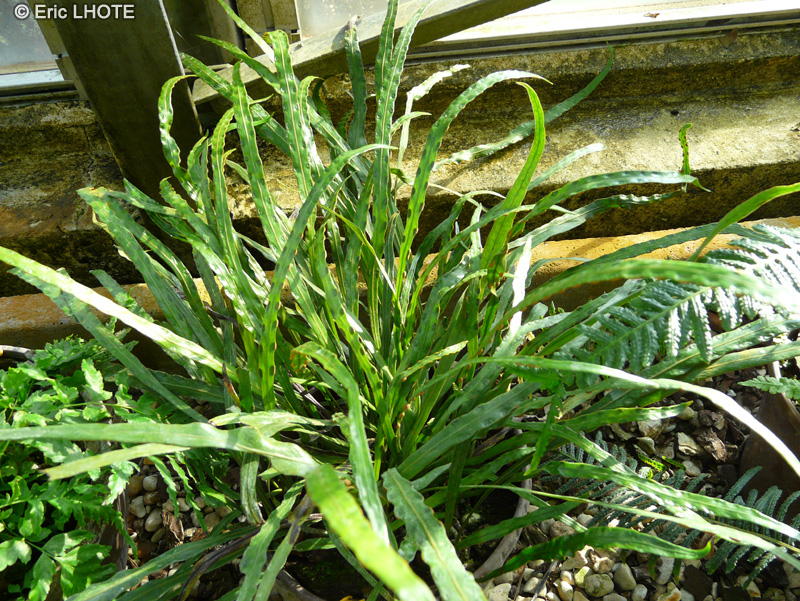 Polypodiaceae - Dictymia mettenii - Dyctimia