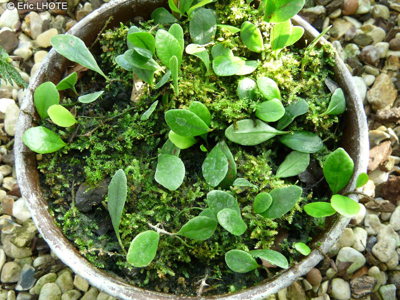  - Drymoglossum heterophyllum - 