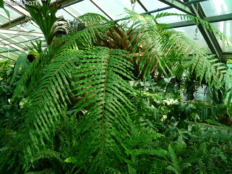 Polypodiaceae - Drynaria sp. - Drynaria