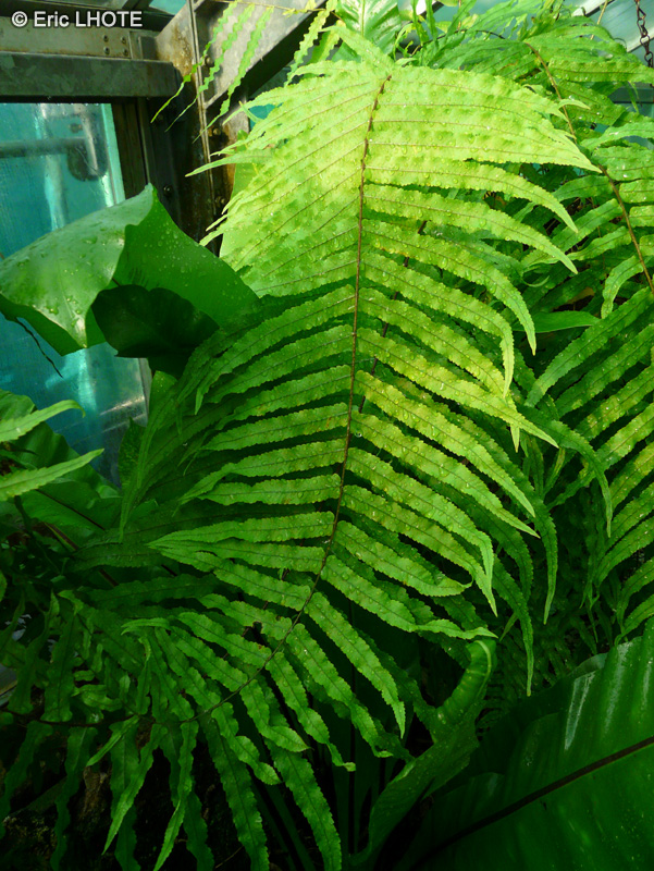 Polypodiaceae - Goniophlebium subauriculatum - Goniophlebium
