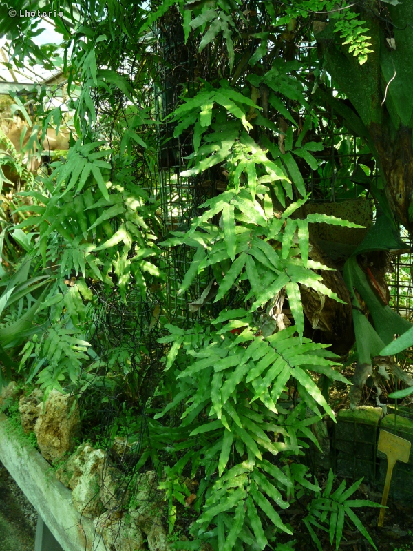  - Lygodium japonicum - 