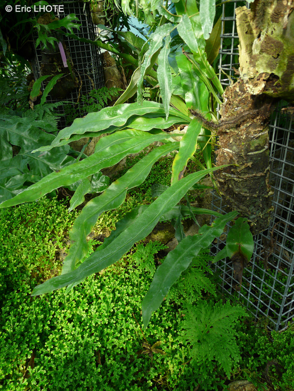 Polypodiaceae - Microgramma megalophylla - Microgramma