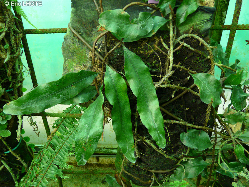 Polypodiaceae - Microgramma owariensis - Microgramma
