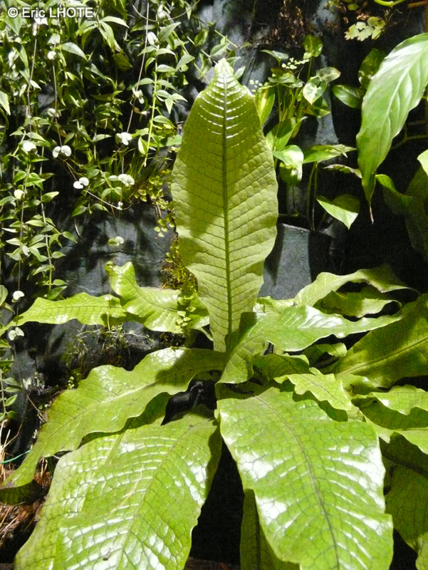  - Microsorum musifolium Crocodyllus - 