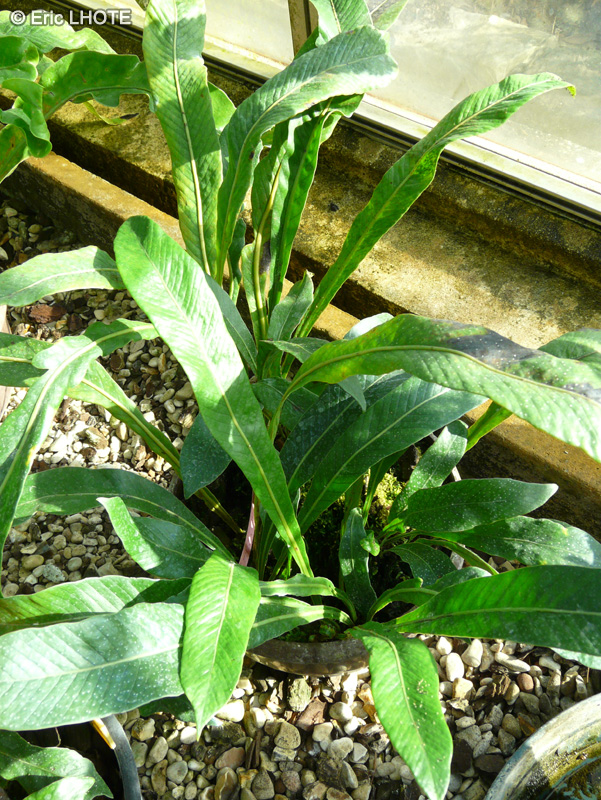 Polypodiaceae - Microsorum musifolium - Fougère crocodile