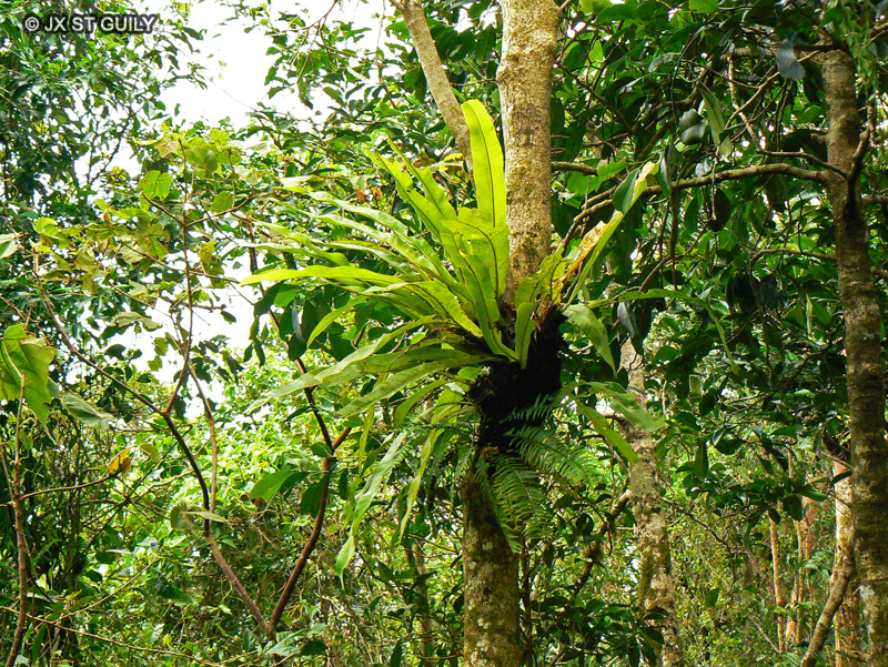 Polypodiaceae - Microsorum punctatum - Strap-fern