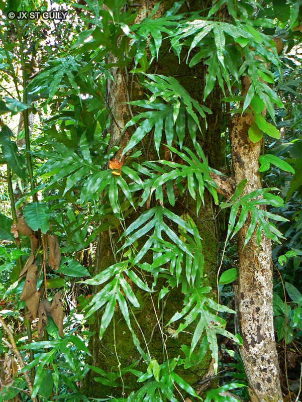 Polypodiaceae - Microsorum scolopendrium, Phymatosorus scolopendria - Microsorum