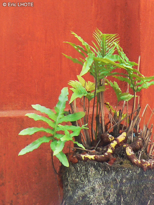  - Phlebodium aureum - 