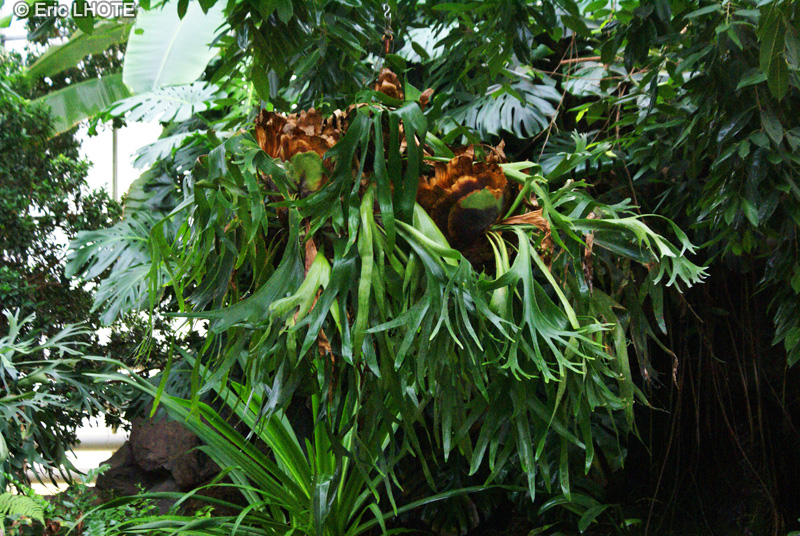  - Platycerium bifurcatum, Platycerium alcicorne - 