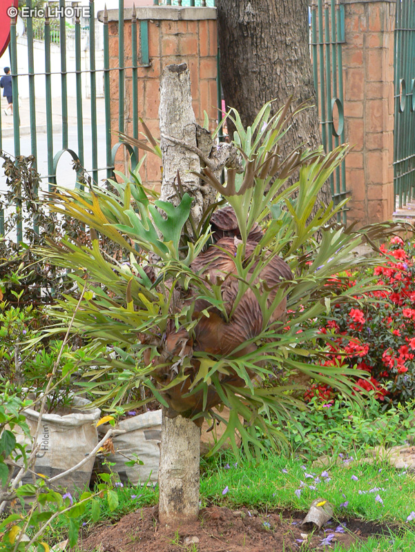  - Platycerium bifurcatum, Platycerium alcicorne - 