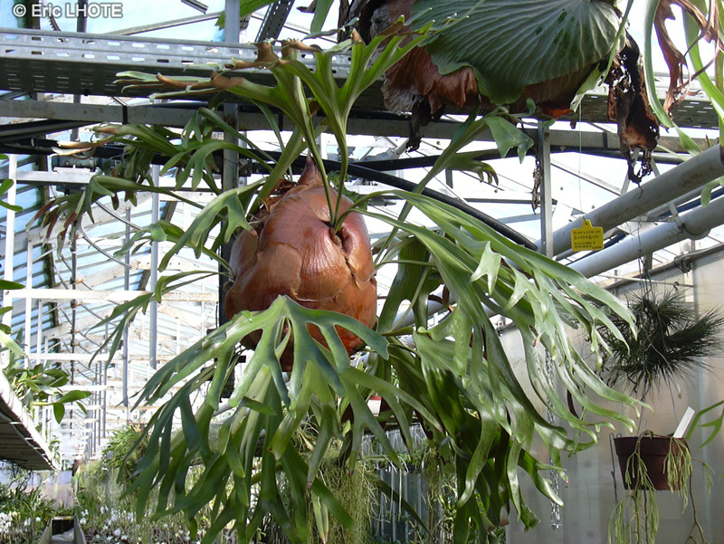  - Platycerium bifurcatum, Platycerium alcicorne - 