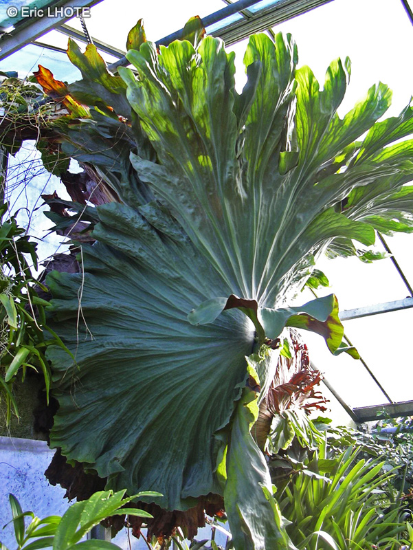  - Platycerium superbum - 