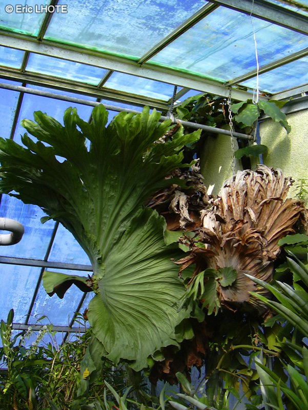 Polypodiaceae - Platycerium superbum - Corne d&rsquo;&eacute;lan, Bois-de-cerf, Foug&egrave;re corne de cerf